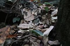 Epipogium roseum